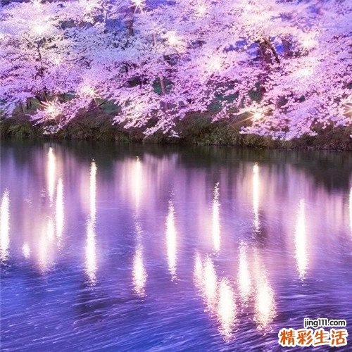 大乌泡