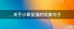 关于小草坚强的优美句子