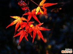 胰岛β细胞瘤有什么表现