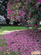 7 中药与西药常用配伍禁忌