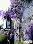 2 除口臭中药漱口