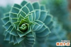胖大海的功效和副作用