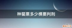 种罂粟多少棵要判刑