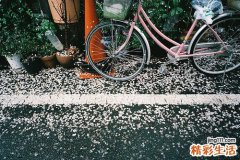 4 大叶藻