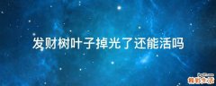 发财树叶子掉光了还能活吗