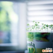 子宫纳囊影响怀孕吗