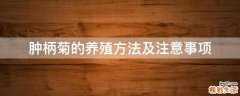 肿柄菊的养殖方法及注意事项