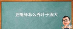 豆瓣绿怎么养叶子圆大