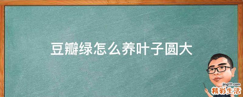 豆瓣绿怎么养叶子圆大