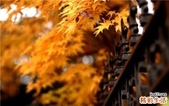 2 石榴汁药物相互作用