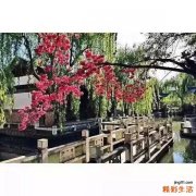 睾丸结石不能吃什么