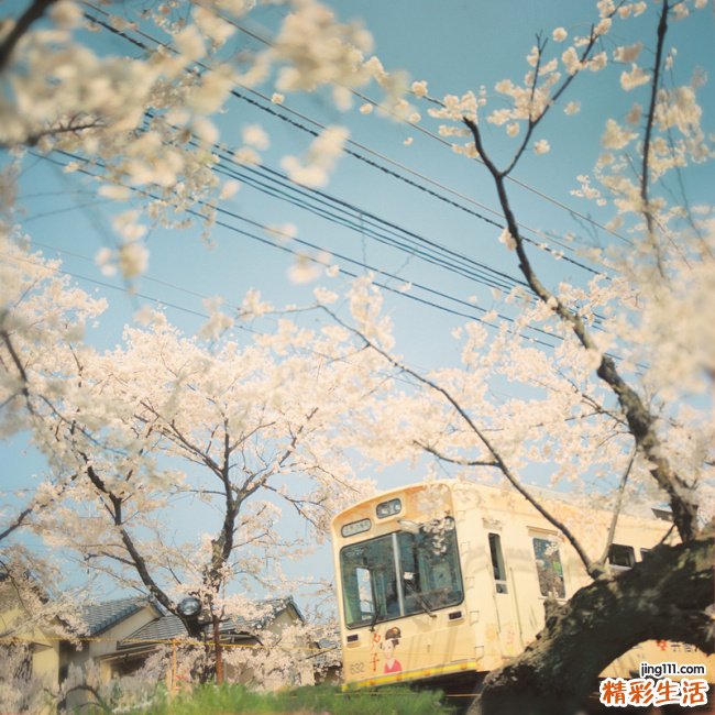 高山芹根