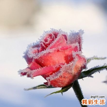 广西腊八节吃什么