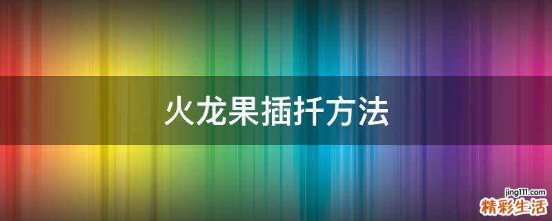 火龙果插扦方法
