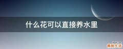 什么花可以直接养水里
