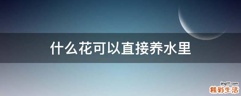 什么花可以直接养水里