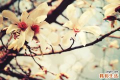 2 三种牛膝的功效