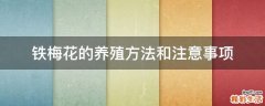 铁梅花的养殖方法和注意事项