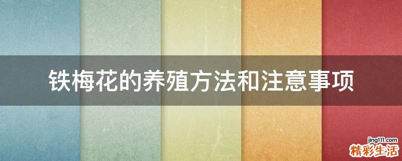 铁梅花的养殖方法和注意事项