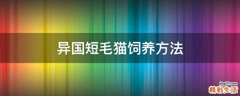 异国短毛猫饲养方法