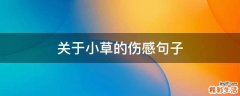 关于小草的伤感句子