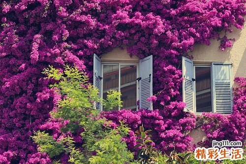 肺曲菌病易误诊为什么疾病