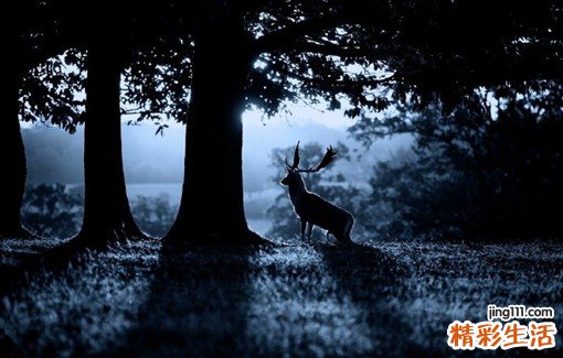 碧桃干的功效与作用