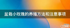 盆栽小玫瑰的养殖方法和注意事项