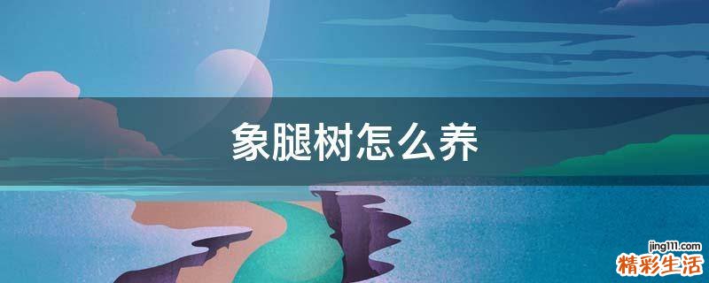 象腿树怎么养