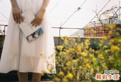 草木樨的功效与作用