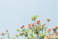 沙拐枣的功效与作用