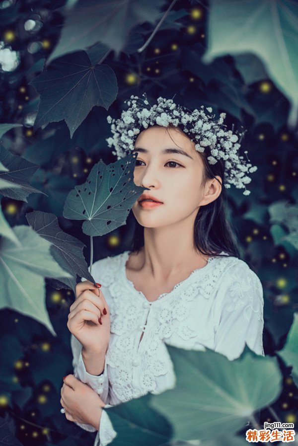 长柄蕗蕨