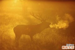结肠炎中医治疗方剂
