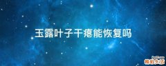 玉露叶子干瘪能恢复吗