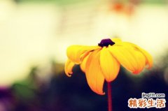 女性尿疼去哪个科检查