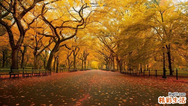 白领适合喝什么花茶