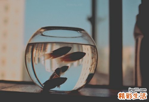 狗尾巴参
