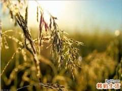 防止皮肤衰老的食物