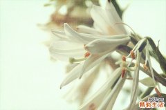 春季卡他性结膜炎的临床表现
