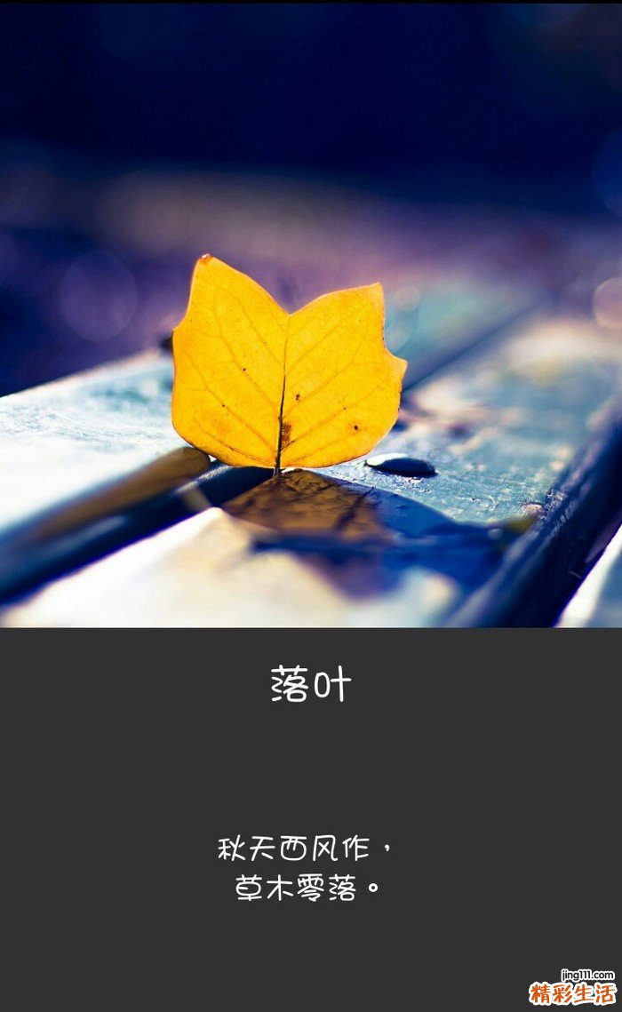 苏铁蕨的功效与作用