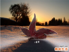 4 番石榴果