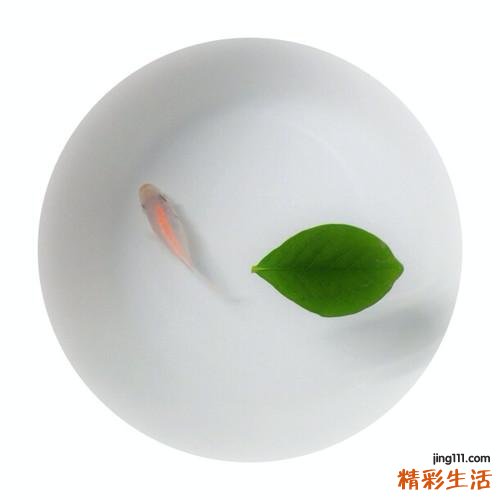 6 二歧根莲花根