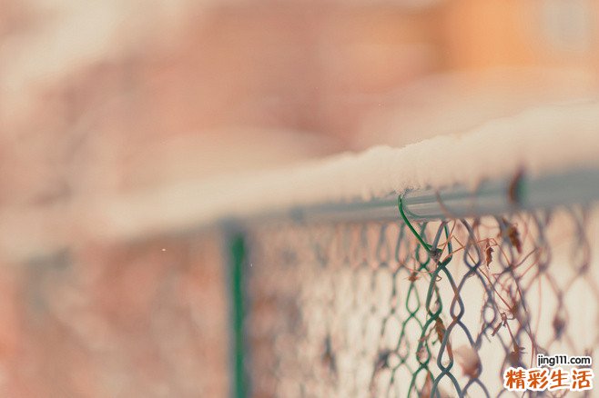 2 明党参的功效