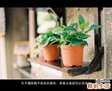 3 大叶金花茶叶