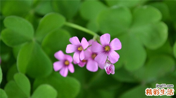 验孕棒准确性高吗