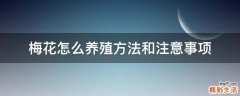 梅花怎么养殖方法和注意事项