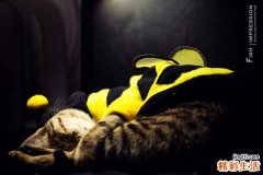 大枫子的药用价值_大枫子的副作用