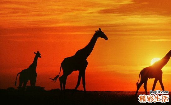 动脉硬化按什么穴位