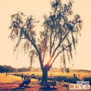 新生儿常见皮肤病有哪些