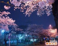 4 凤庆鸡血藤